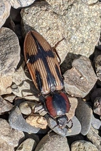Noble Click Beetle