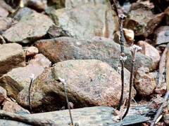 Xylaria bambusicola