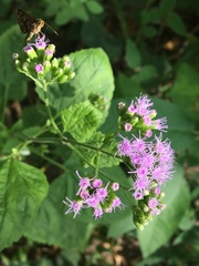 Fleischmannia pycnocephala