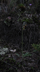 Hieracium avilae