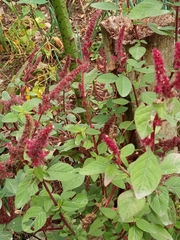 Amaranthus hypochondriacus
