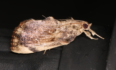 Crocidolomia suffusalis