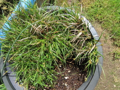 Carex zikae