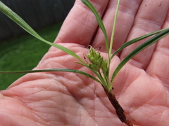 Carex zikae