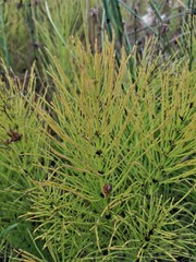 Equisetum telmateia