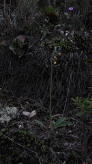 Hieracium avilae
