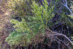 Baccharis sarothroides × pilularis
