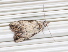Nola pleurochorda