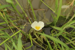 Sagittaria guayanensis