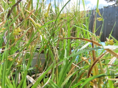 Carex zikae