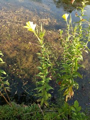 Oenothera jamesii