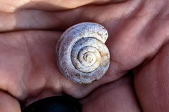 Helminthoglypta tudiculata