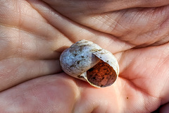 Helminthoglypta tudiculata