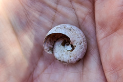 Helminthoglypta tudiculata