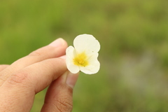 Sagittaria guayanensis