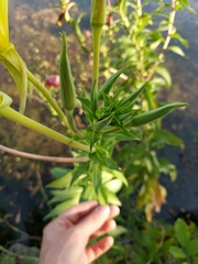 Oenothera jamesii