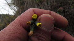 Hieracium avilae
