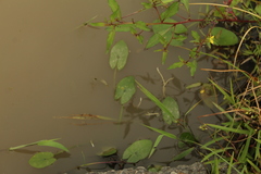 Sagittaria guayanensis