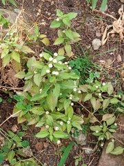 Lippia dulcis