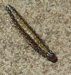 Uresiphita ornithopteralis