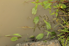 Sagittaria guayanensis