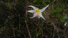 Erythronium montanum