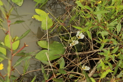 Sagittaria guayanensis