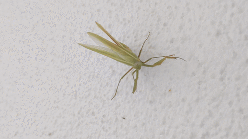 Mediterranean Mantis, House - Santee, photo 10 of 10