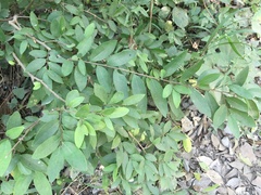 Annona globiflora