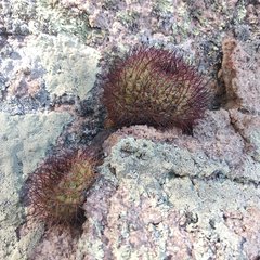 Mammillaria rhodantha fera-rubra