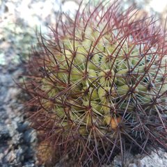Mammillaria rhodantha fera-rubra