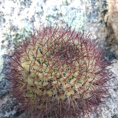 Mammillaria rhodantha fera-rubra