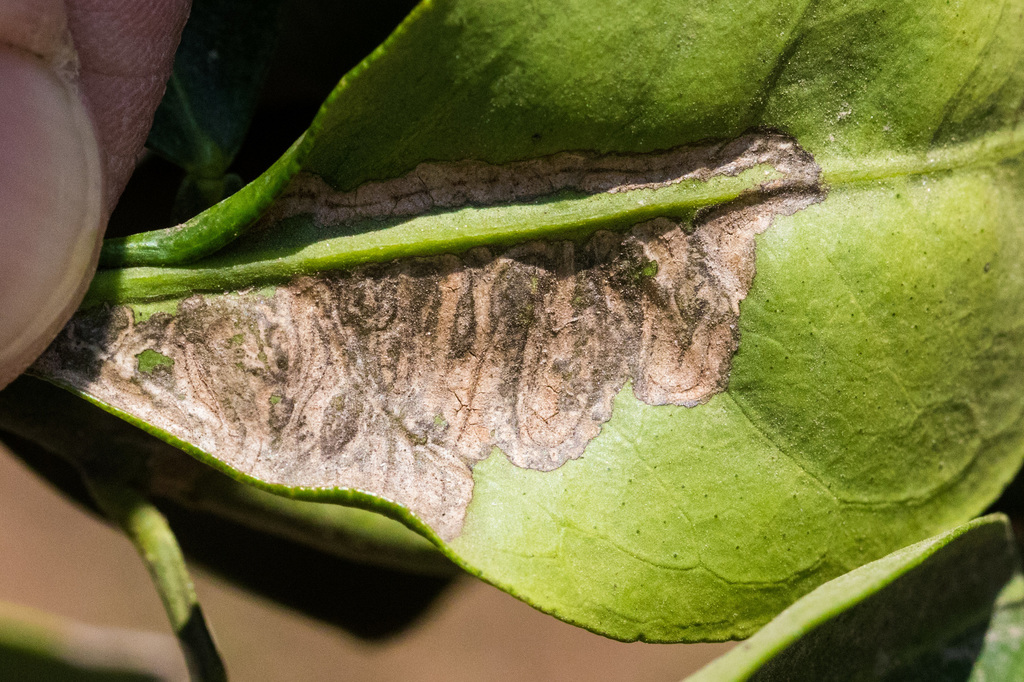 Citrus Leafminer