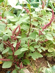 Amaranthus caudatus