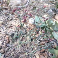 Pseudognaphalium roseum