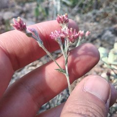 Pseudognaphalium roseum