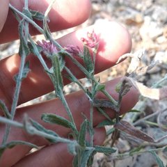 Pseudognaphalium roseum