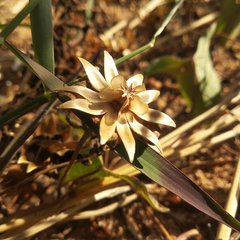Ipomoea decasperma