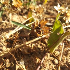 Ipomoea decasperma