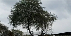 Tracheophyta