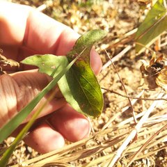Ipomoea decasperma