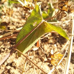 Ipomoea decasperma