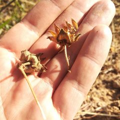 Ipomoea decasperma