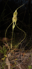 Pterostylis woollsii