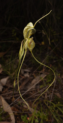 Pterostylis woollsii