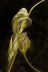 Pterostylis woollsii