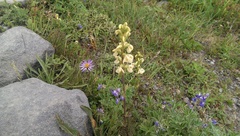 Pedicularis contorta