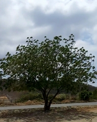 Tracheophyta