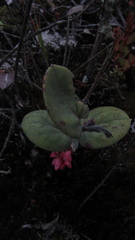 Gaultheria sclerophylla