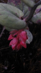 Gaultheria sclerophylla